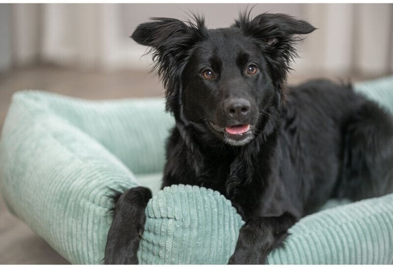Trixie Lit pour chien