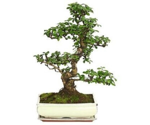 Dehner Bonsai Fukientee Carmona microphylla 1215 Jahre ab 77,99