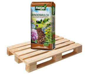 schne zimmerpflanzen kaufen Katzenfreundliche Zimmerpflanzen (3er Set) kaufen