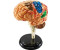 Learning Resources Anatomy Model Brain