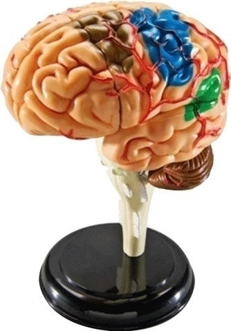 Learning Resources Modèle de cerveau
