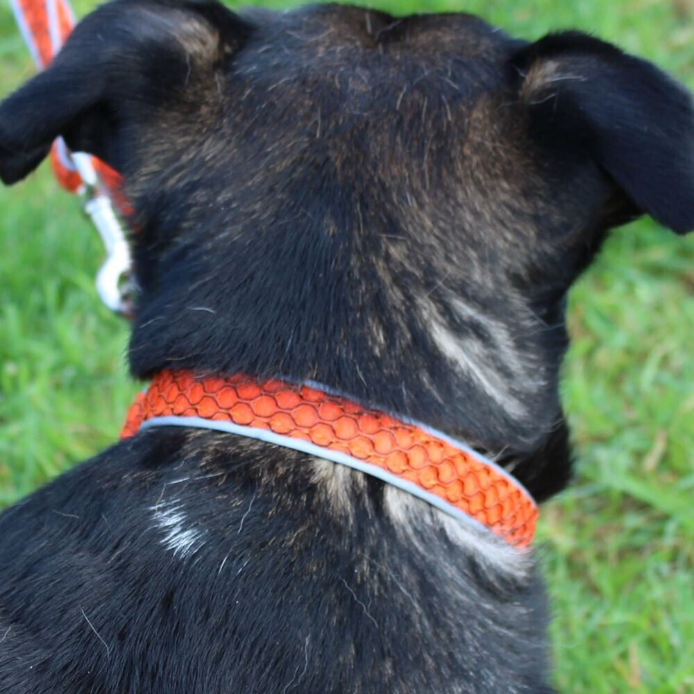 Nobby Halsband Mesh Air orange, Gre: M-L / Breite: 32 mm ab 10.57  |  Vergleiche 3 Angebote auf idealo.de