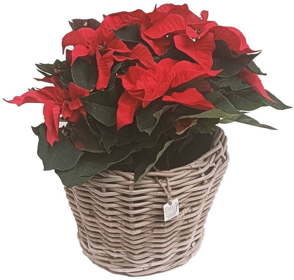 Van Van der Leeden DRYPOT Maceta de Ratán Gris Ø 32 cm (901252) - back view