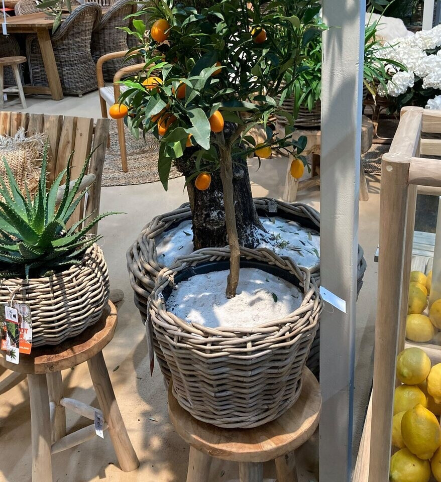 Van Van der Leeden DRYPOT Maceta de Ratán Gris Ø 32 cm (901252) - view 6