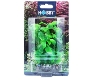 Hobby Dohse Hygrophila 13 cm