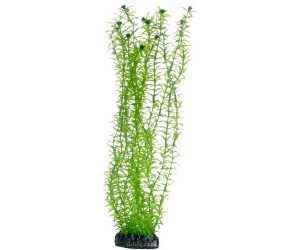 Hobby Plant Lagarosiphon Aquarieneinrichtung 34 Centimeter