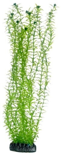 Hobby Plant Lagarosiphon Aquarieneinrichtung 34 Centimeter