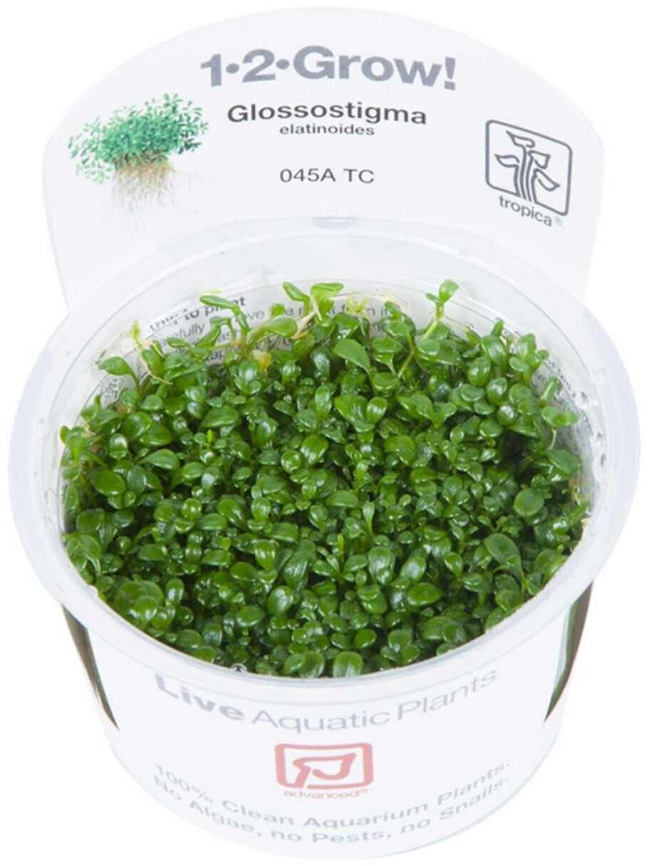 Tropica Glossostigma elatinoides 1-2-Grow! InVitro