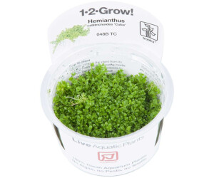 Tropica 1-2-Grow! Hemianthus callitrichoides 'Cuba'