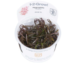 Tropica Hygrophila lancea 'Araguaia' - 1-2-Grow! InVitro