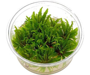 Tropica Pogostemon helferi 1-2-Grow! InVitro