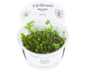 Tropica Marsilea hirsuta 1-2-Grow! InVitro
