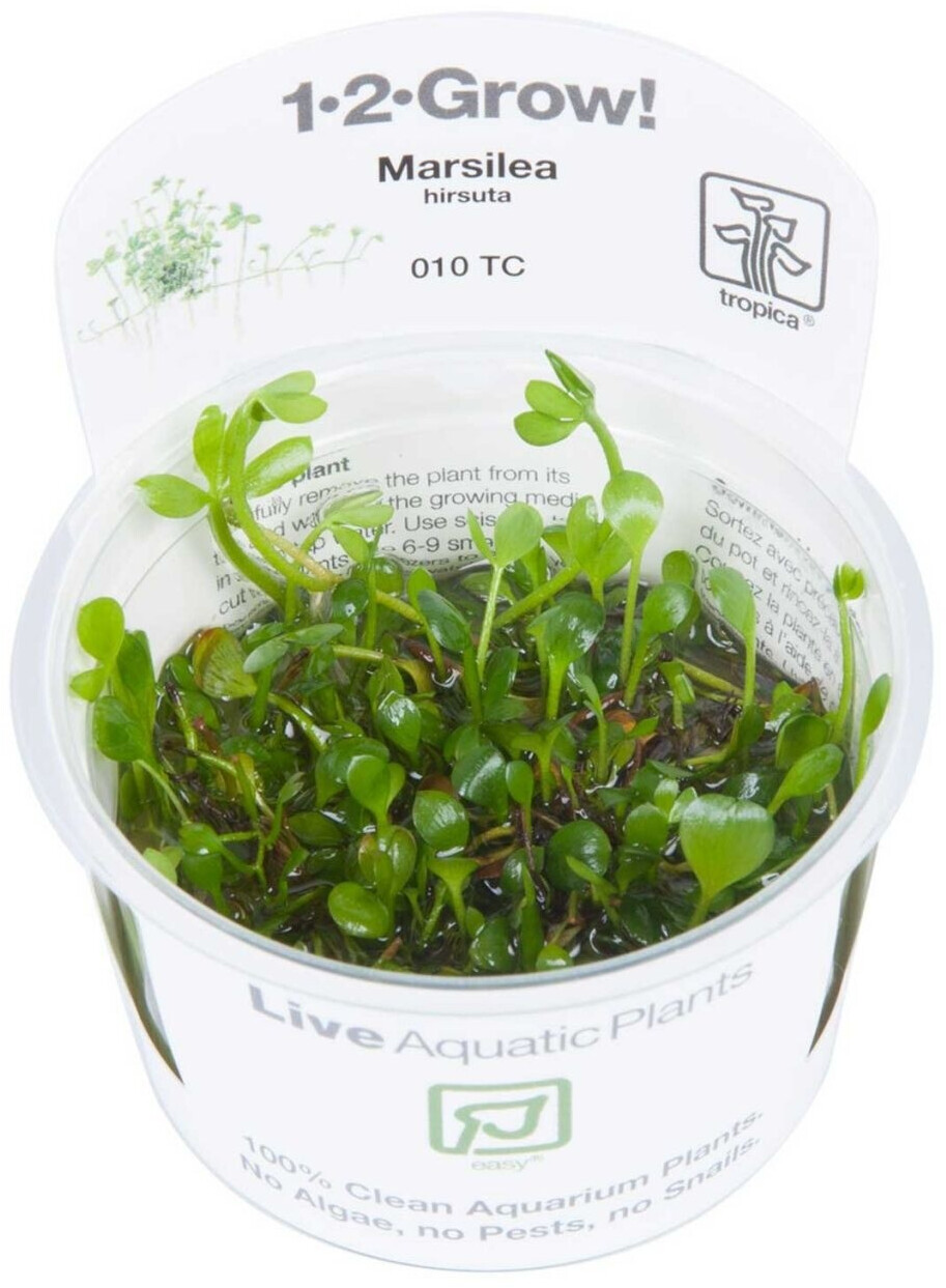 Tropica Marsilea hirsuta 1-2-Grow! InVitro