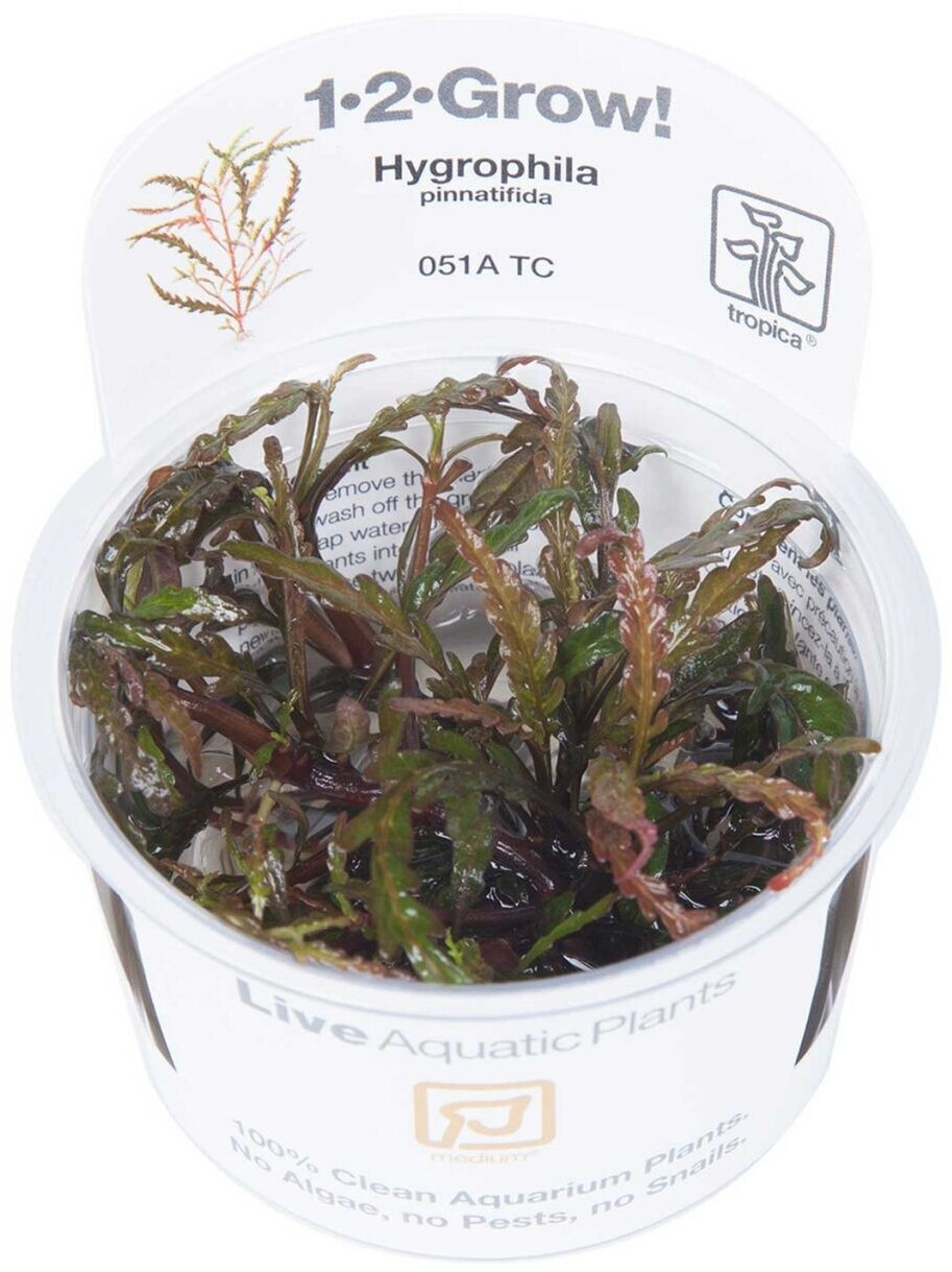 Tropica Hygrophila pinnatifida 1-2-Grow! InVitro