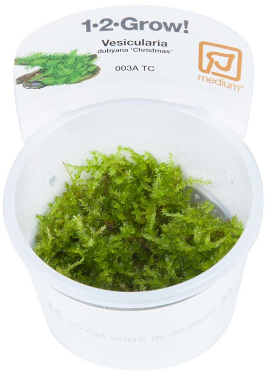 Tropica Vesicularia montagnei 'Christmas Moss' - 1-2-Grow! InVitro