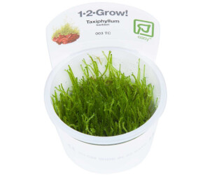 Tropica Taxiphyllum barbieri 'Boger Moss' - 1-2-Grow! InVitro