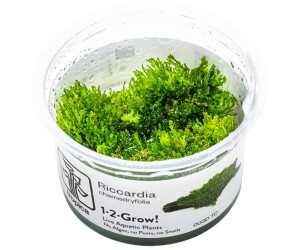 Tropica Moospflanze Riccardia chamedryfolia