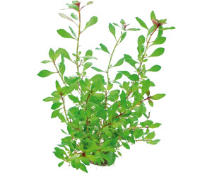 Dennerle Plants Ludwigia repens 'rubin' Topf