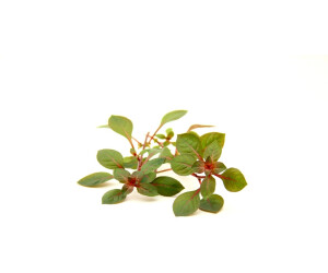 Dennerle Plants Ludwigia sp. 'superrot' Topf