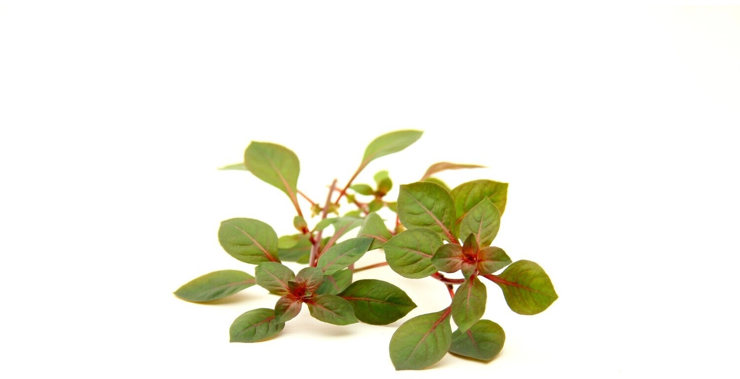 Dennerle Plants Ludwigia sp. 'superrot' Topf