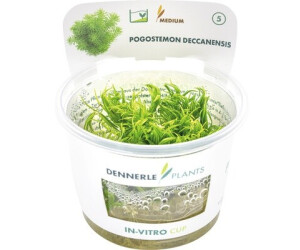 Dennerle Plants Pogostemon deccanensis In-Vitro