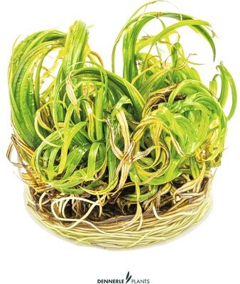 Dennerle Plants Blyxa japonica In-Vitro