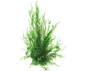 Dennerle Plants Taxiphyllum sp. 'Flammenmoos' In-Vitro