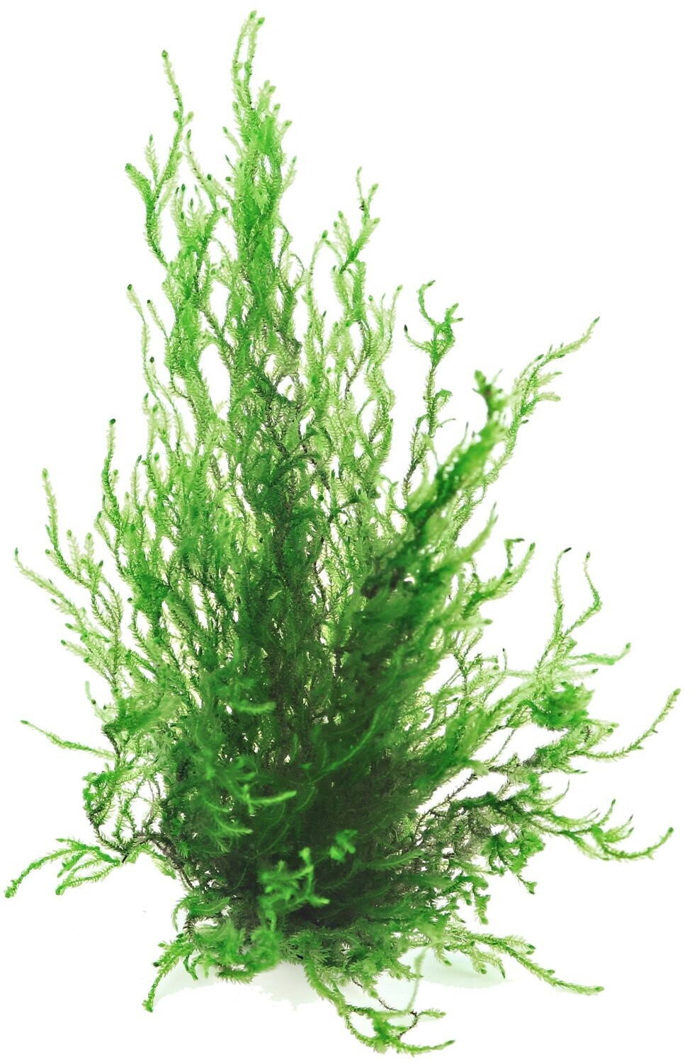 Dennerle Plants Taxiphyllum sp. 'Flammenmoos' In-Vitro