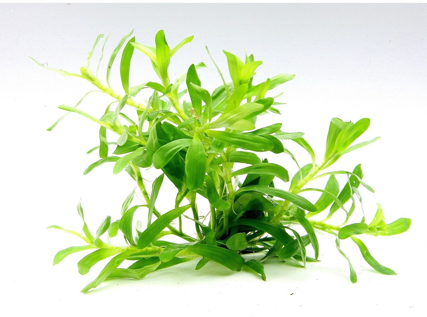 Dennerle Plants Heteranthera zosterifolia In-Vitro
