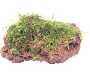 Dennerle Plants Moosstein 7 x 4 x 5 Centimeter