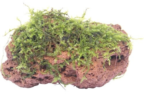 Dennerle Plants Moosstein 7 x 4 x 5 Centimeter