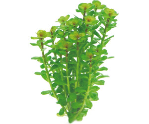 Dennerle Plants Rotala indica In-Vitro