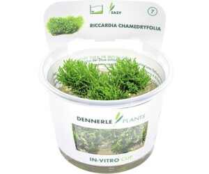 Dennerle Plants Riccardia chamedryfolia In-Vitro