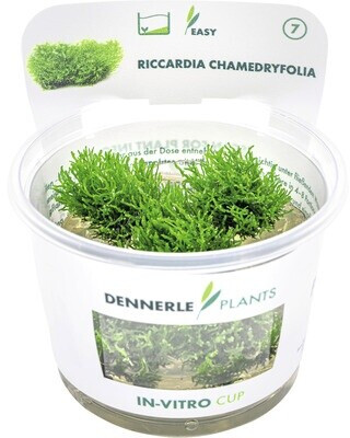 Dennerle Plants Riccardia chamedryfolia In-Vitro
