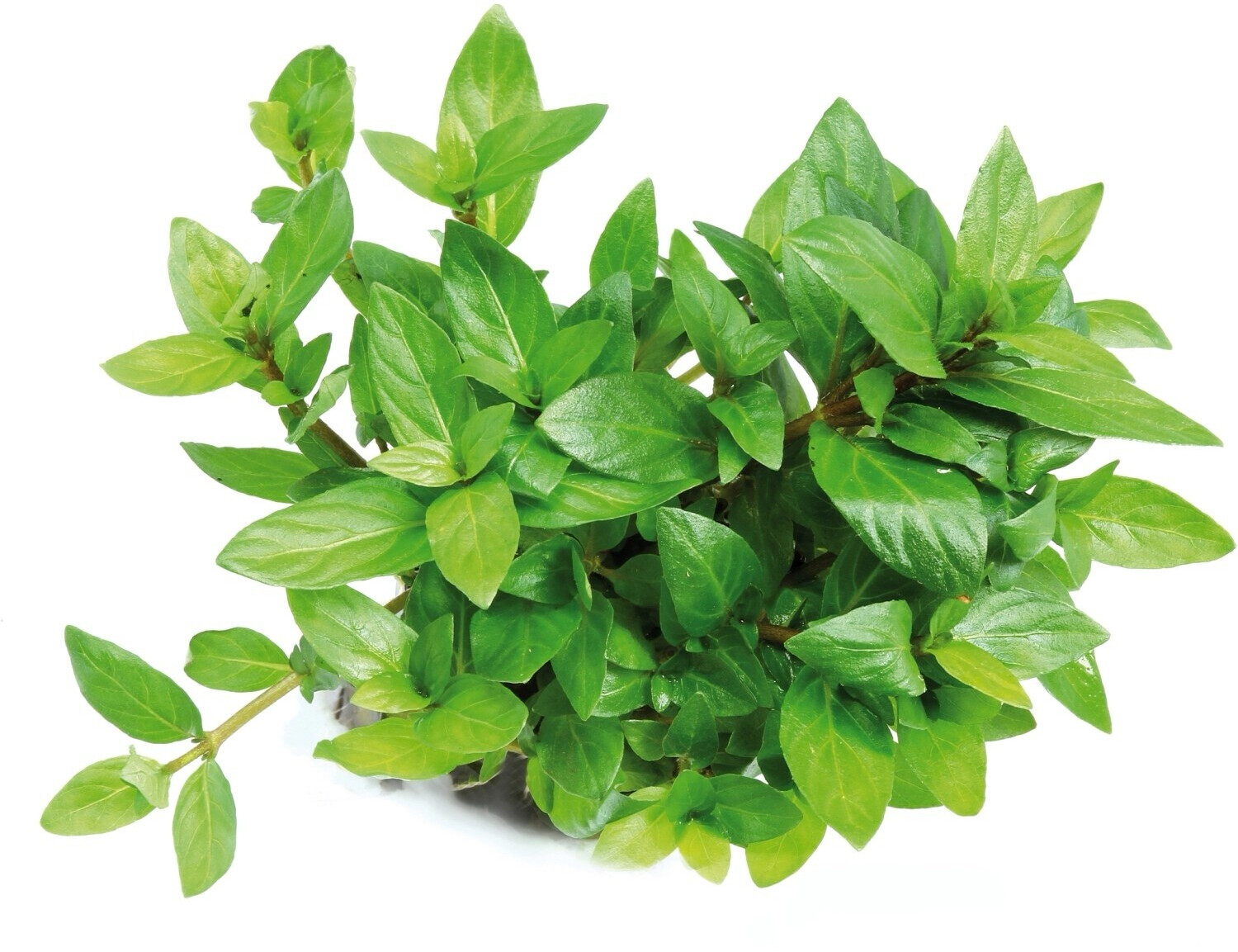 Dennerle Plants Staurogyne repens Topf