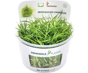 Dennerle Plants Eriocaulon cinereum In-Vitro