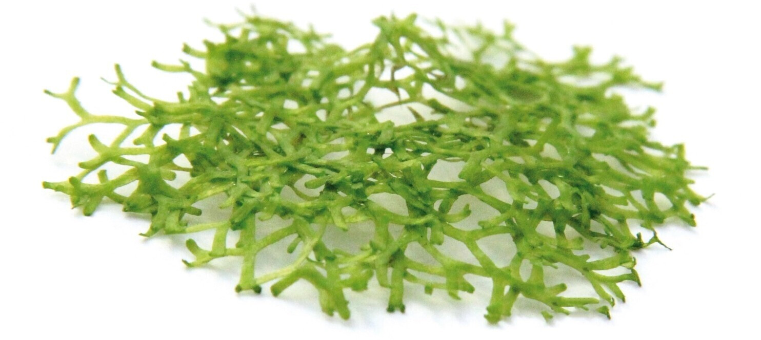 Dennerle Plants Riccia fluitans In-Vitro