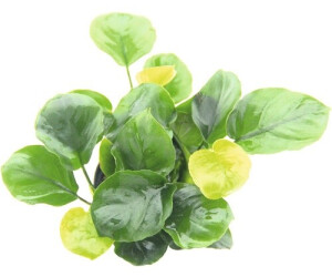Dennerle Plants Anubias barteri ´Coin Leaf´ Topf