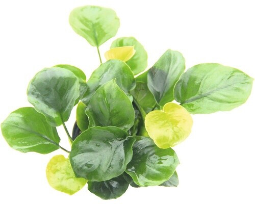 Dennerle Plants Anubias barteri ´Coin Leaf´ Topf