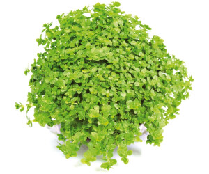 Dennerle Plants Hemianthus callitrichoides 'Cuba' Topf