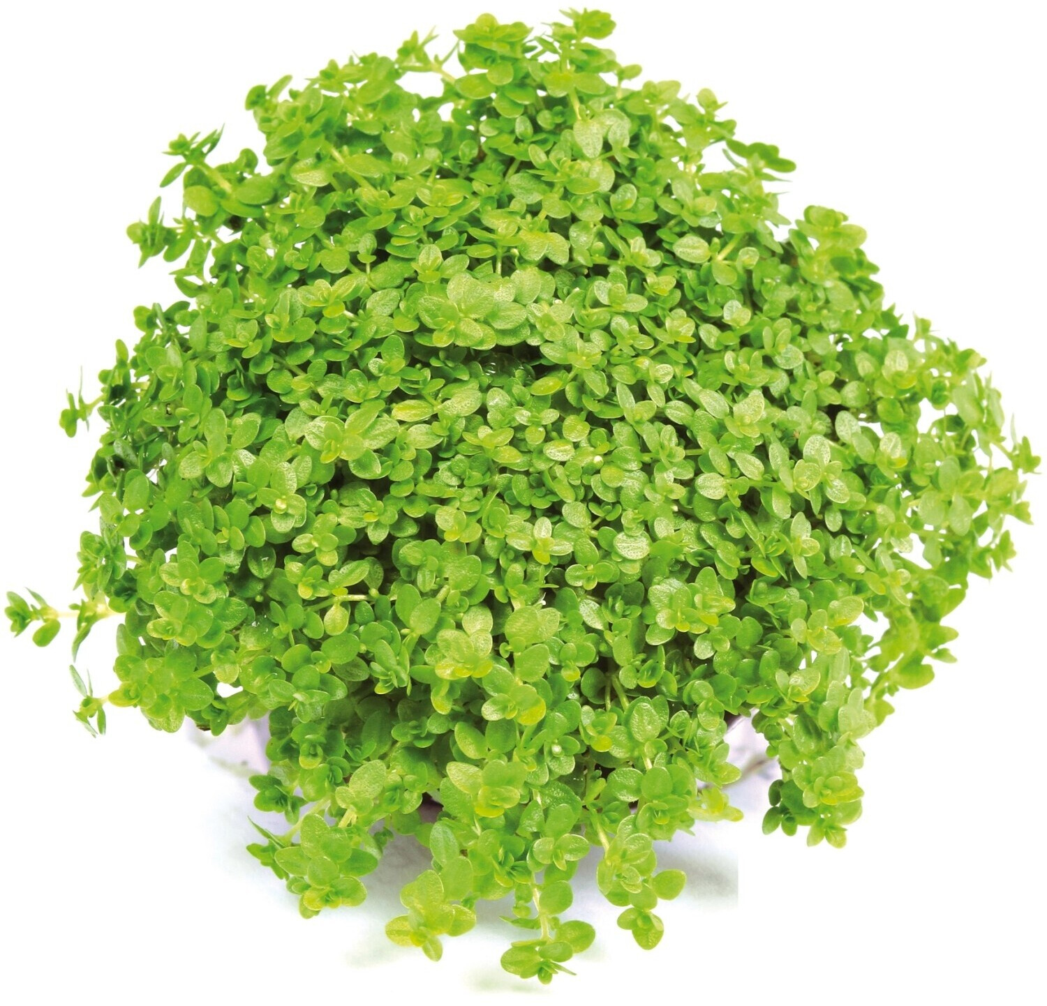 Dennerle Plants Hemianthus callitrichoides 'Cuba' Topf