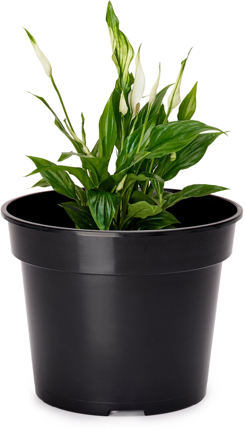 Garronda Garronda Blumentopf Kunststoff Pflanztopf rund Kräutertopf Anzuchttöpfe Blumentopf Schwarz für Innen und Aussen 32cm GD-0025 (Schwarz ⌀ 32 cm H 26 cm) - detail view