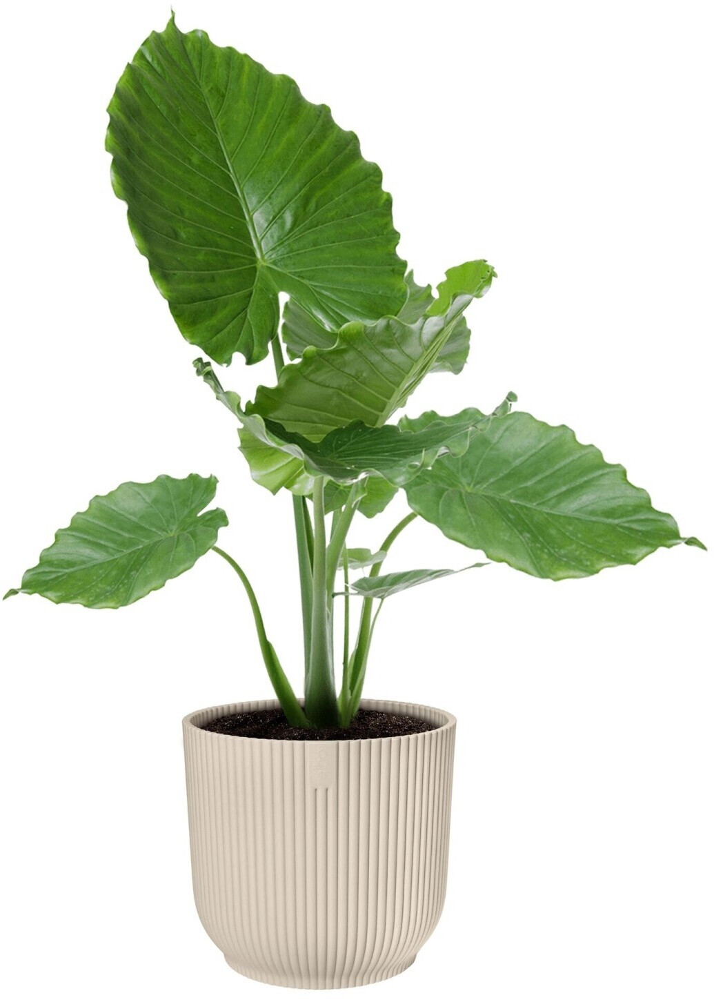 Elho Elho vibes fold rund 40cm leinenweiß - back view