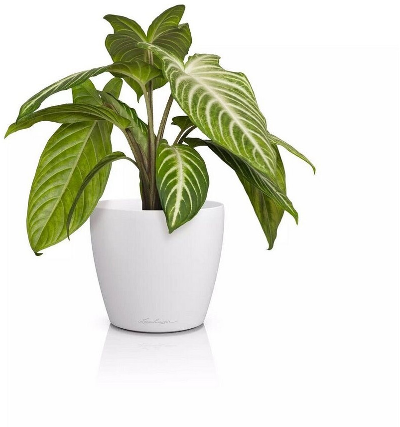 Lechuza Lechuza CLASSICO Color 14 DECO white (16681) - Product image 1 of 6