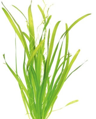 Dennerle Plants Vallisneria australis 'Gigantea' Topf