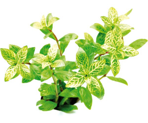 Dennerle Plants Hygrophila polysperma 'Sunset' Topf
