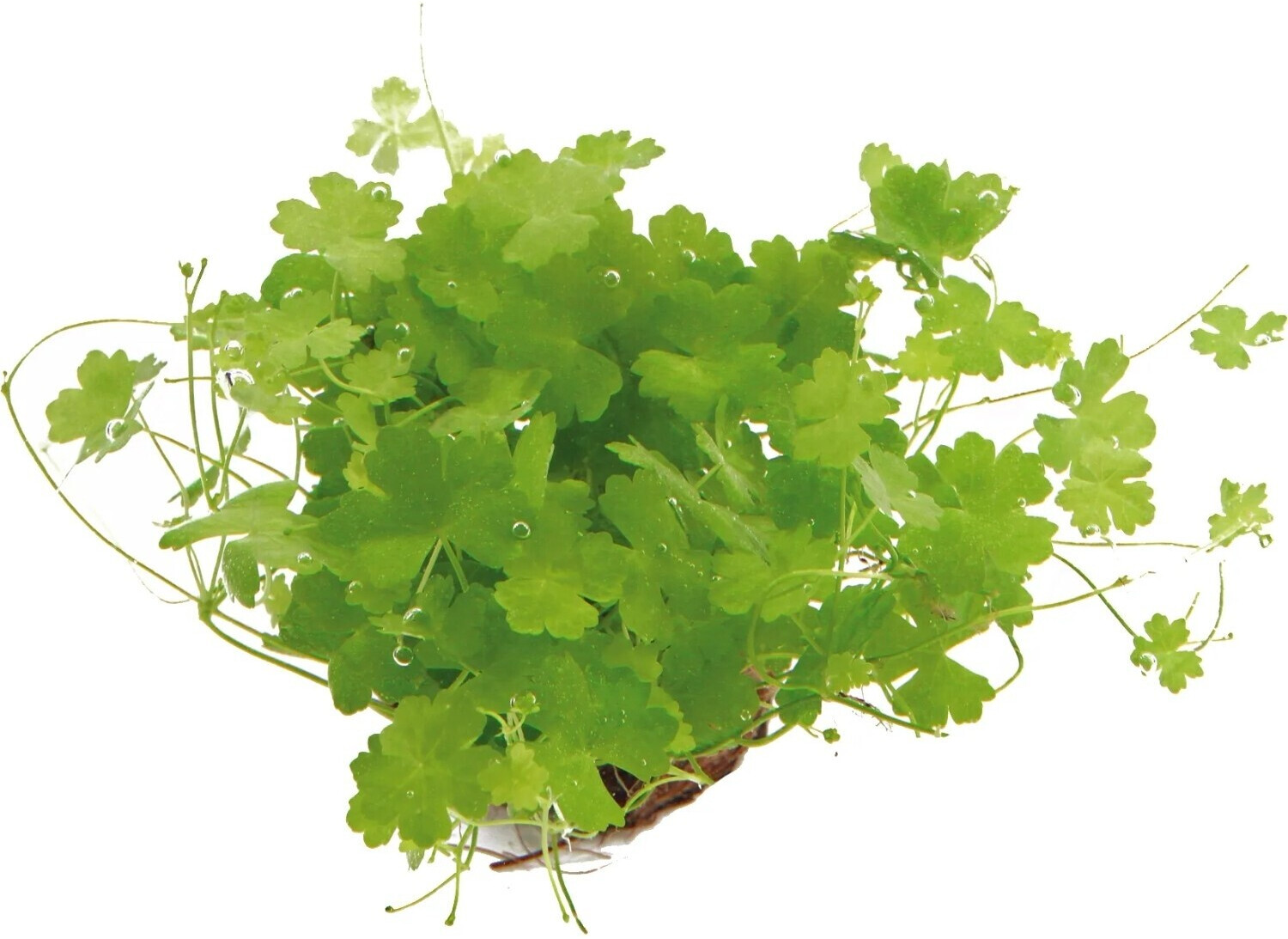 Dennerle Plants Hydrocotyle tripartita Topf