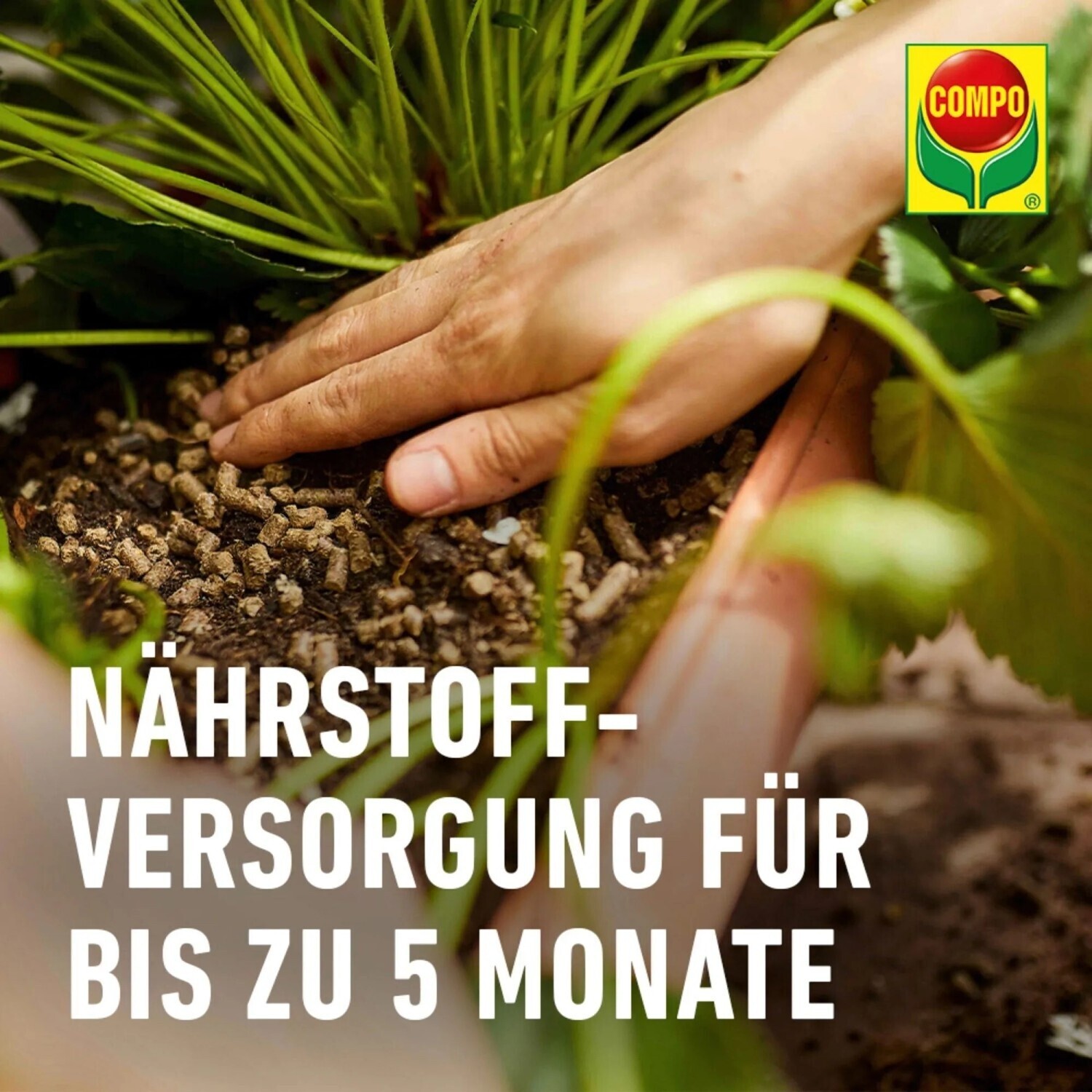 wiesenblumen saatgut 100 g BIO Wildblumen-Saatgut