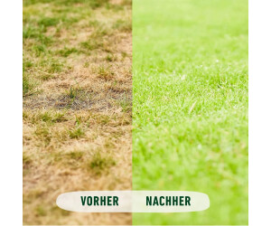 purpurweizen saatgut Premium Sango Lila Rettich Microgreens Samen Online Kaufen  Green-chief.eu