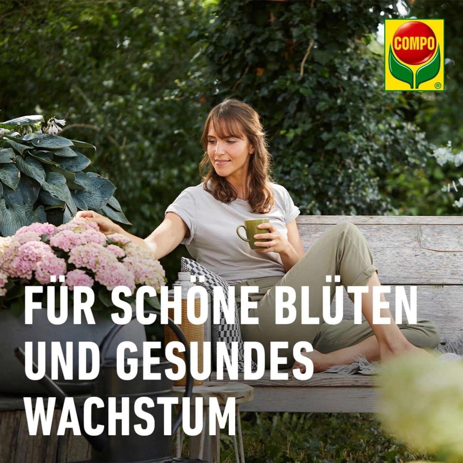 pflanzenheizung olivenbaum Olivenbaum auf Stamm